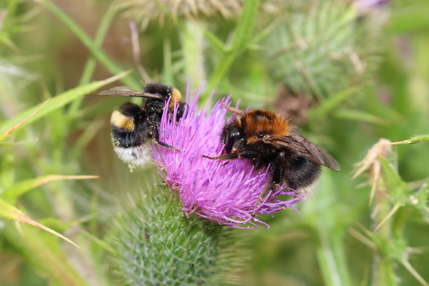 Erd- und Baumhummel