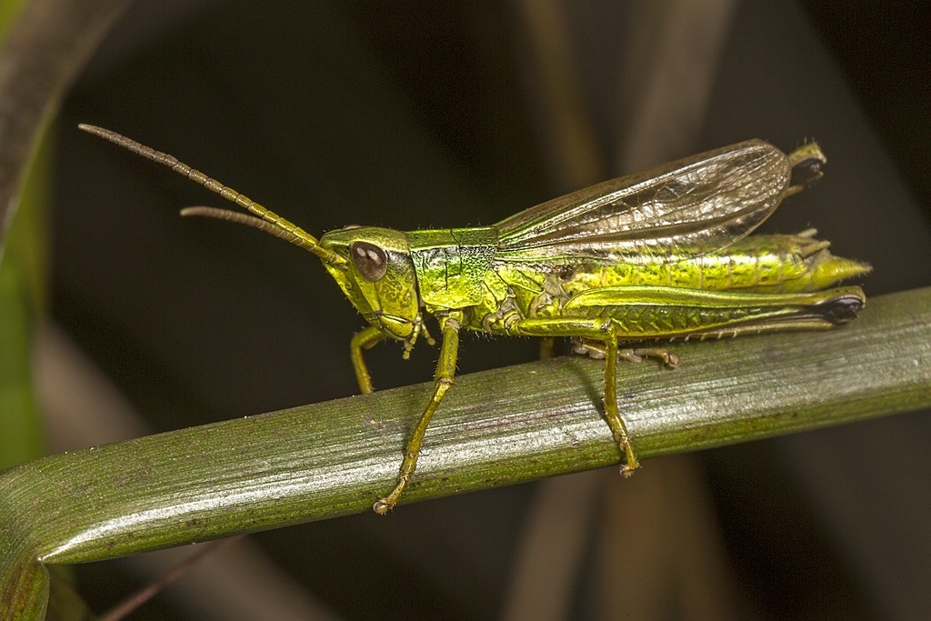 Große Goldschrecke