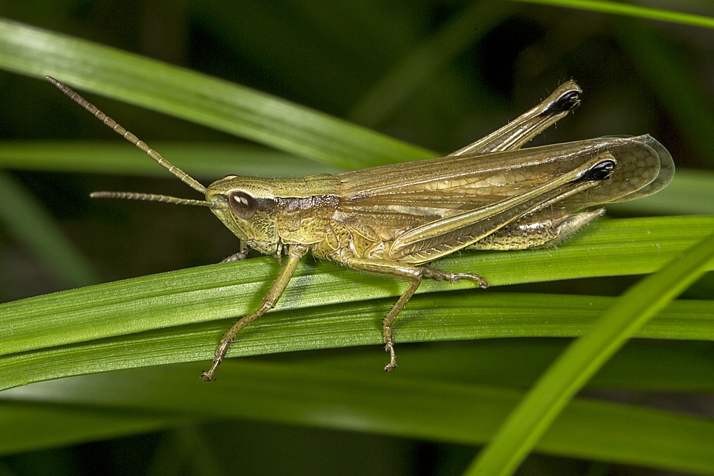 Große Goldschrecke