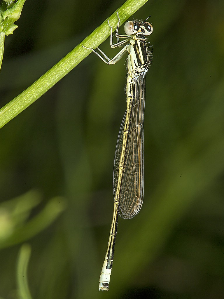 Kleine Pechlibelle