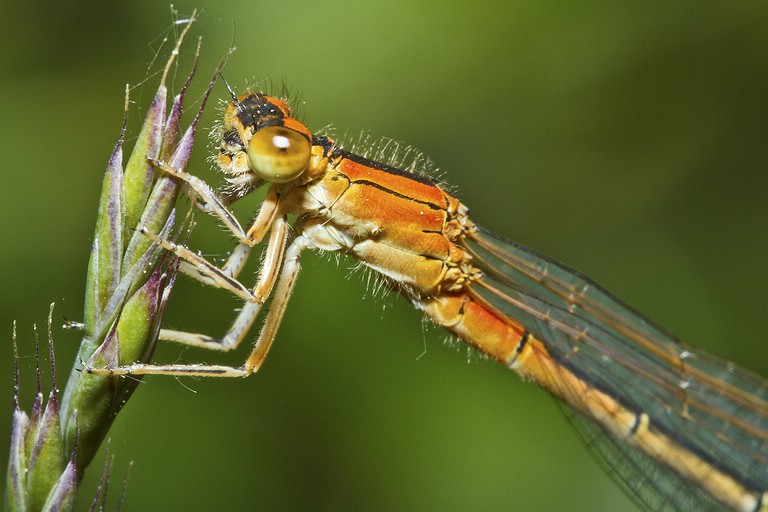 Kleine Pechlibelle