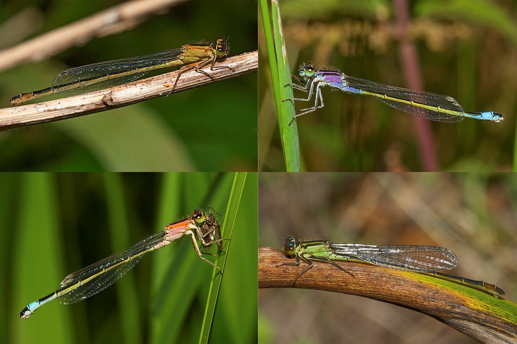 Pechlibelle Farbformen