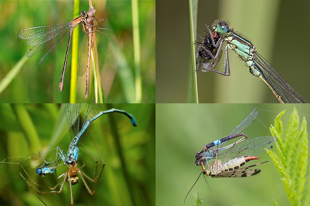 Pechlibelle Raubtier Beute