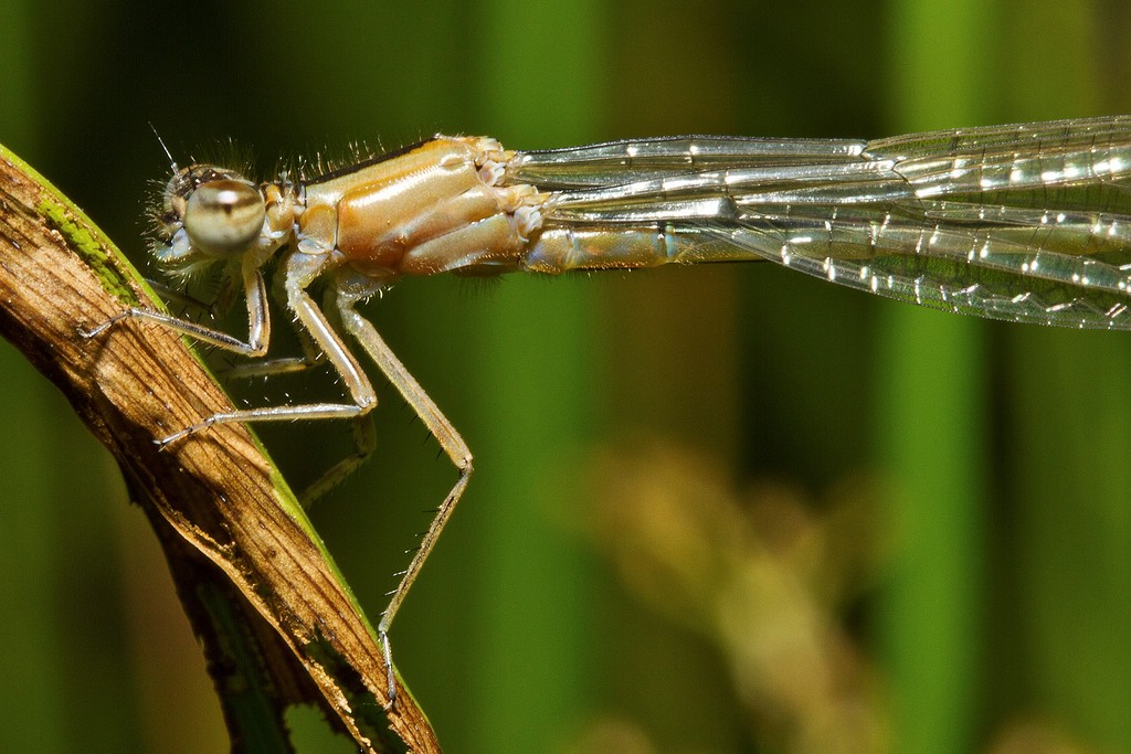 Pechlibelle Porträt