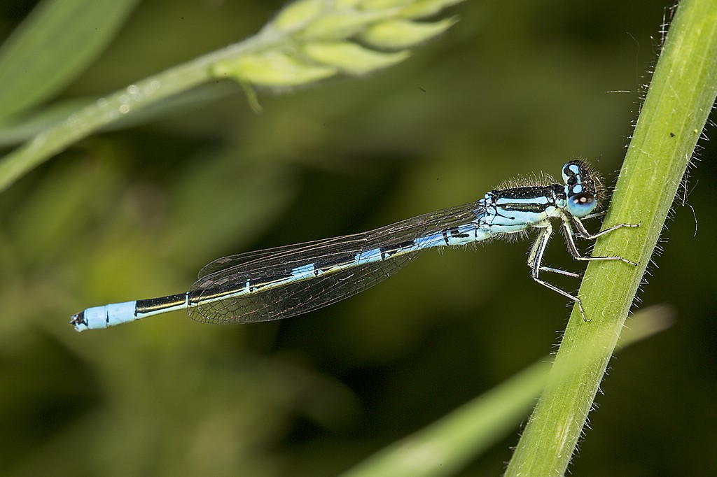 Gabel-Azurjungfer