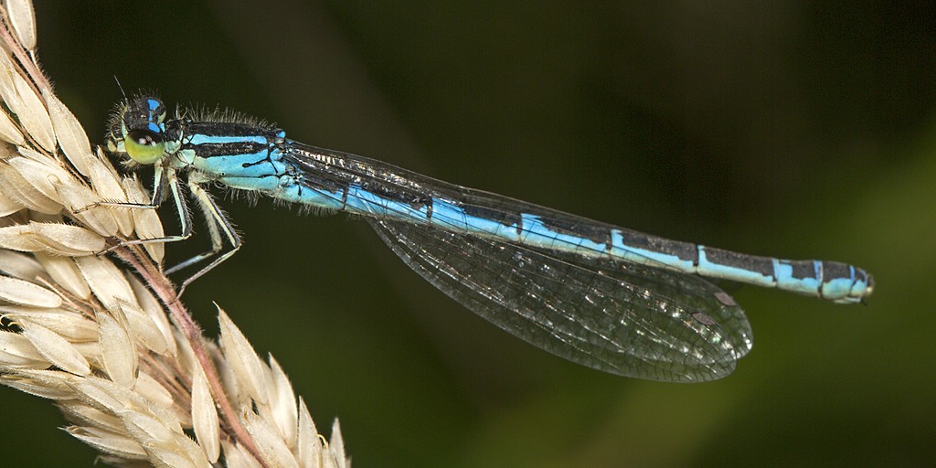 Weibchen der Gabel-Azurjungfer