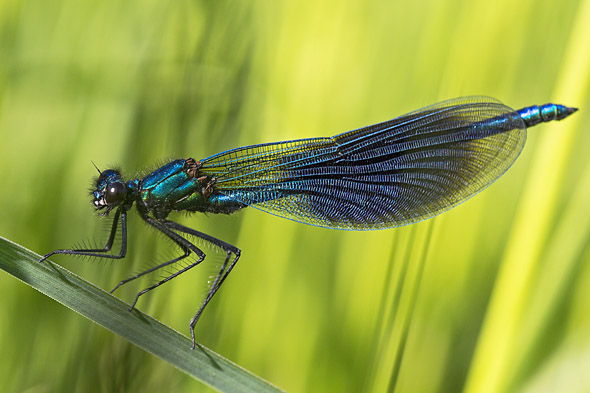 Gebänderte Prachtlibelle, Foto: Rainer Stawikowski