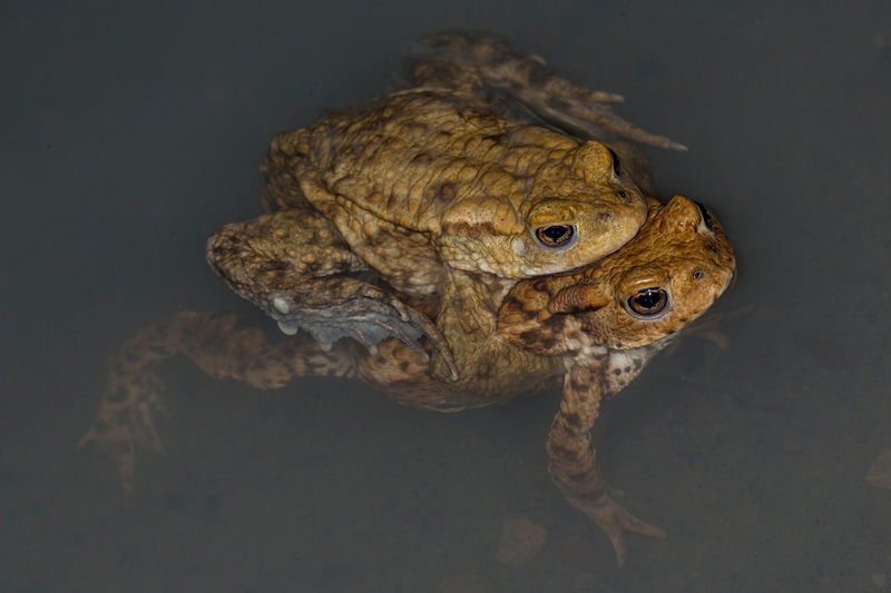 Foto: Rainer Stawikowski