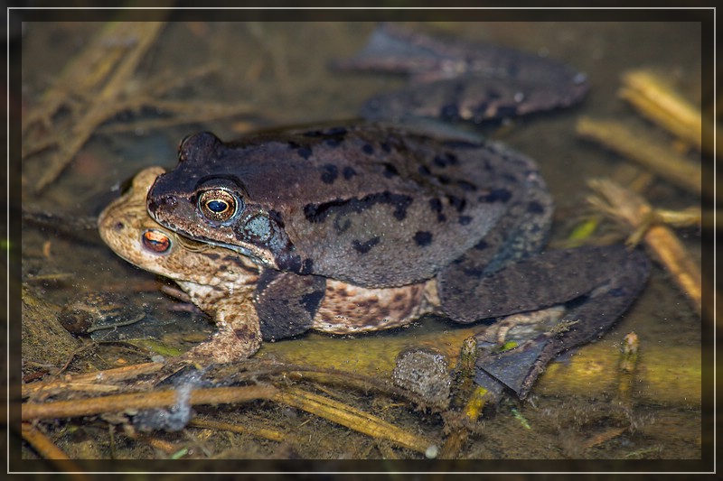 Grasfrosch