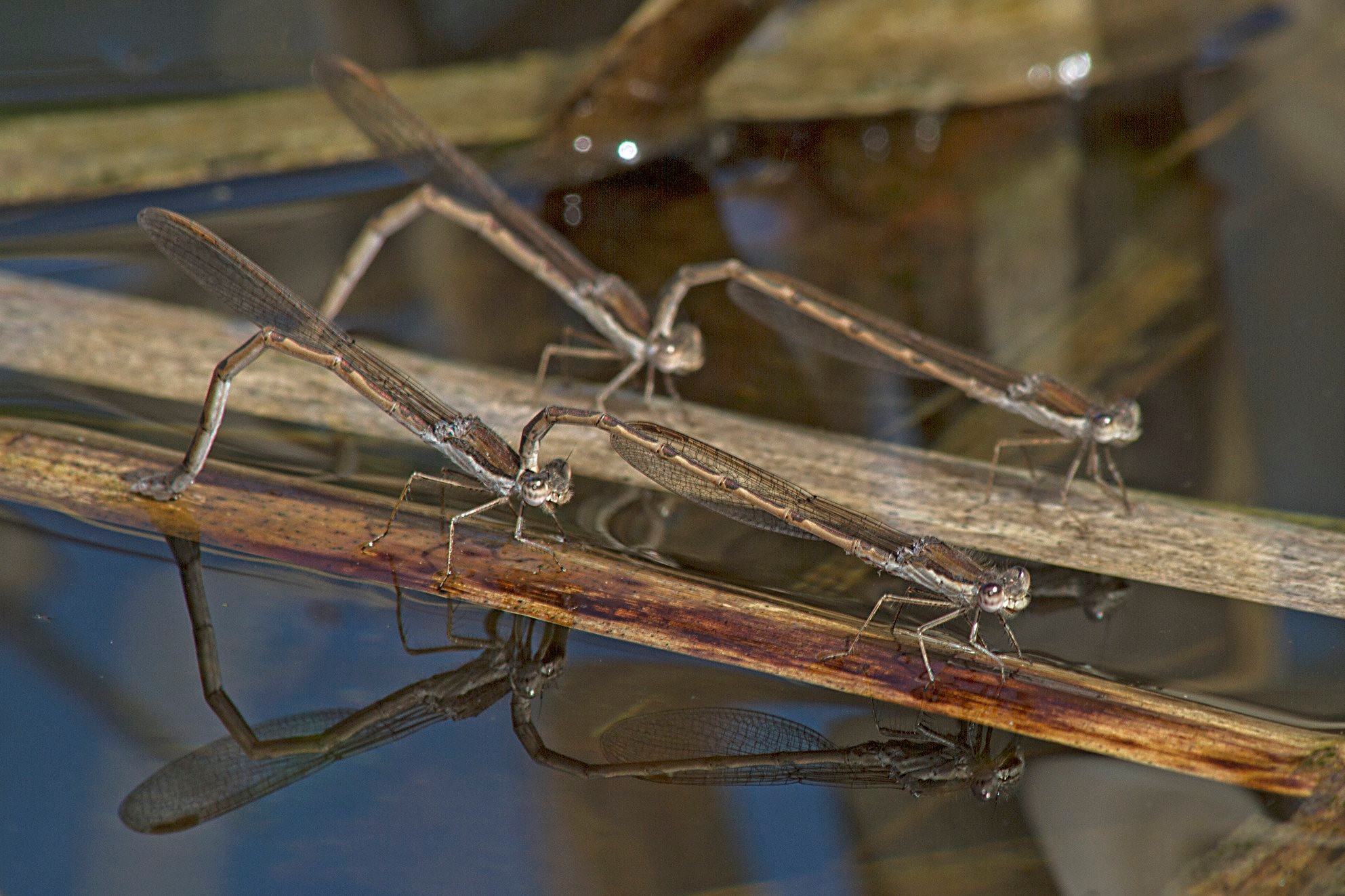 Mit ihren Ocker- und Brauntönen kommt die rund vier Zentimeter lange Gemeine Winterlibelle (Sympecma fusca) eher unscheinbar daher. Sie überwintert als Vollinsekt (Imago) und ist im Frühjahr die erste Kleinlibelle, die sich zur Eiablage am Wasser einfindet.