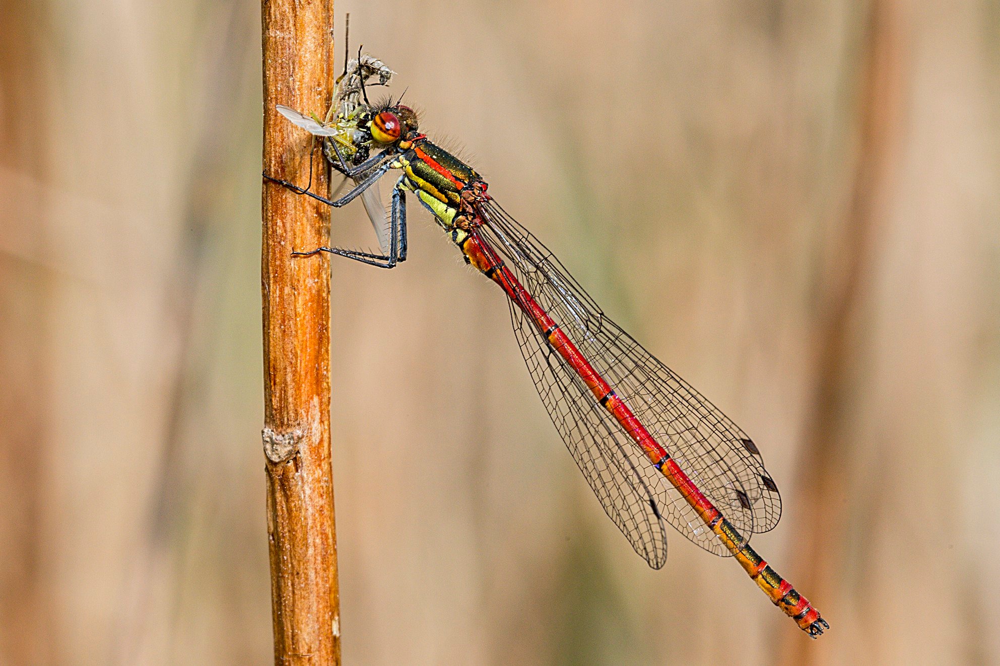 Nur wenig später taucht die etwas kleinere Frühe Adonislibelle (Pyrrhosoma nymphula) auf. Mit ihrer kräftig roten Farbe – ähnlich der Blütenfarbe mancher Adonisröschen – fällt sie dem Betrachter gleich ins Auge. Allerdings gibt es Weibchen, deren Hinterleib (Abdomen) oberseits mehr oder weniger schwarz ist.