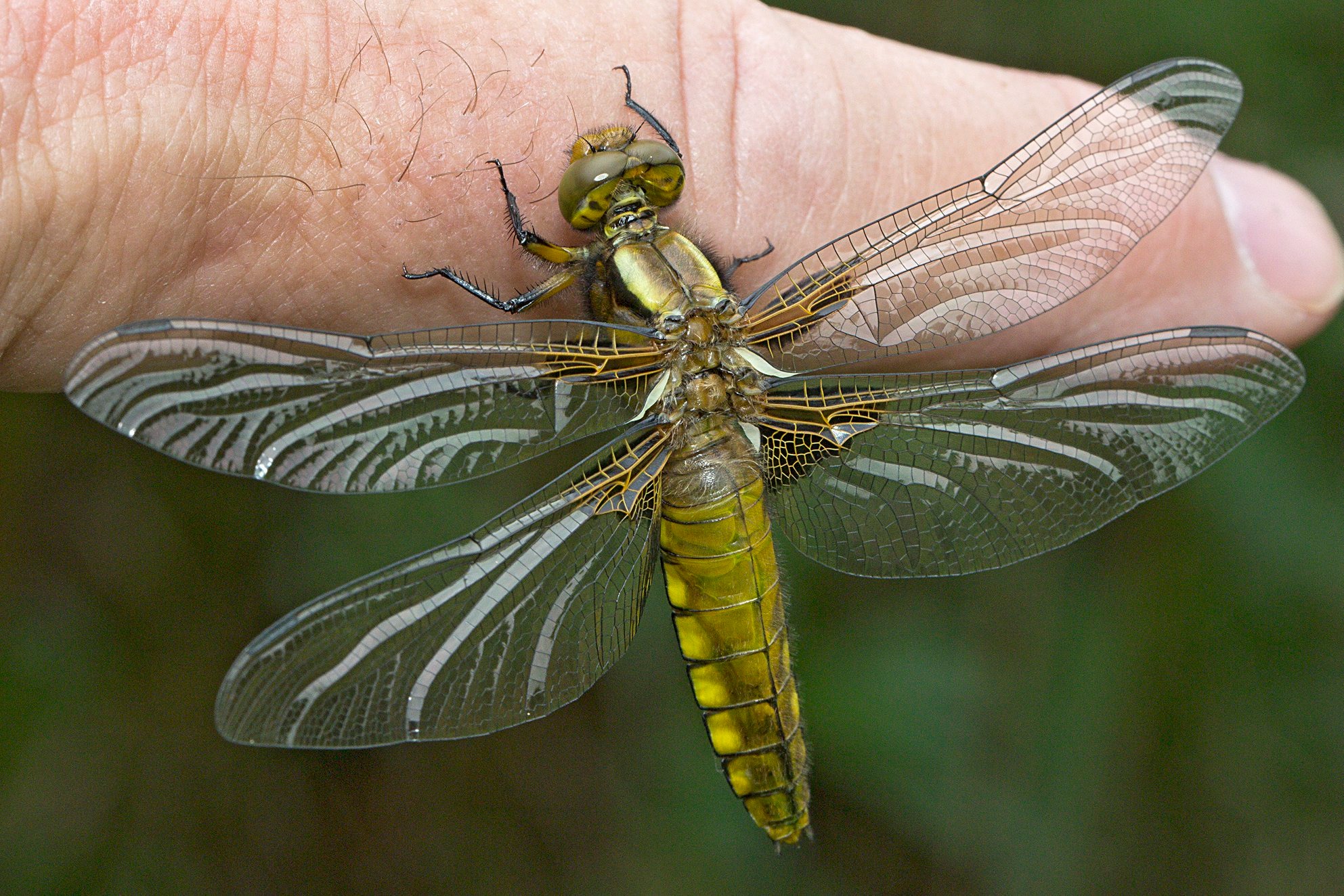 Plattbauch (Libellula depressa): Frisch geschlüpfte Tiere sind gelb; das ist die Farbe der Weibchen, die mit dem Alter jedoch dunkler werden.