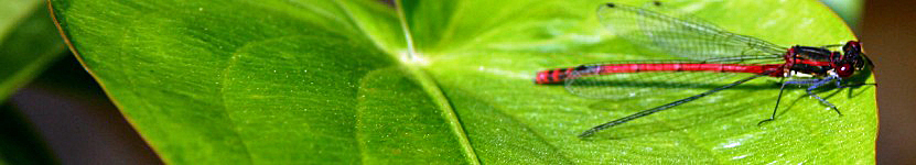 Headerbild