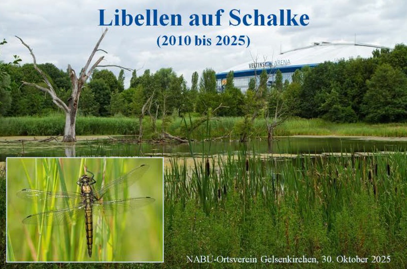 Ank&uuml;ndigung Libellen auf Schalke