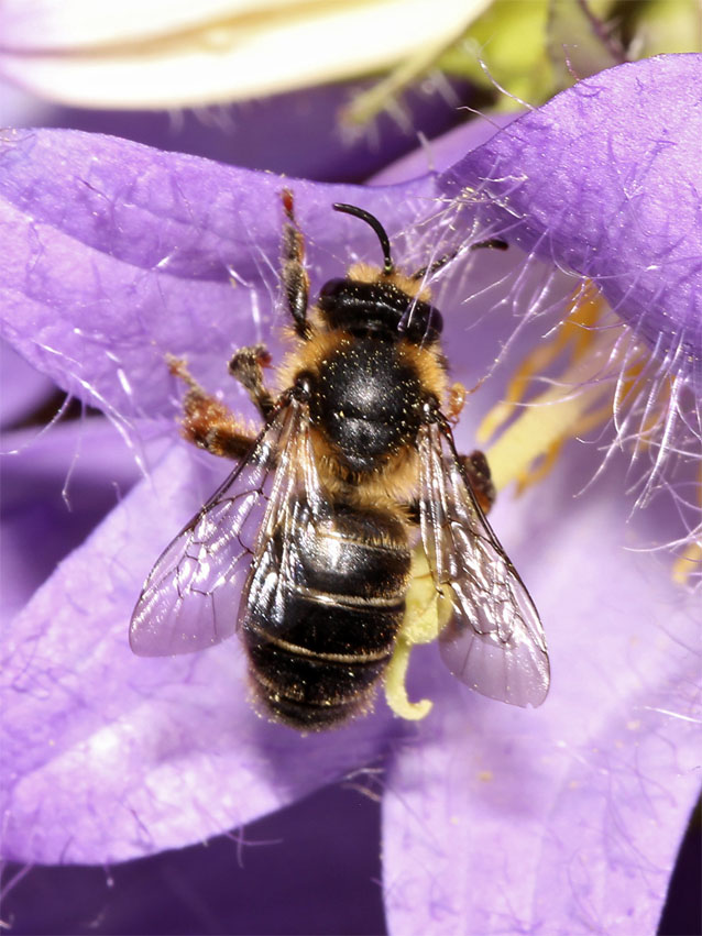 Nesselbl&auml;ttrige Glockenblume
