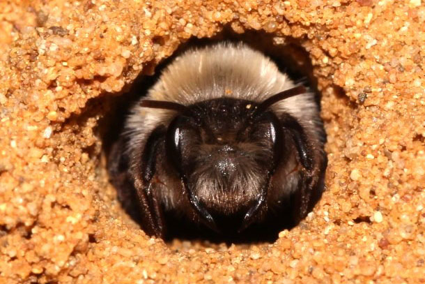 Eine Gro&szlig;e Weidensandbiene schaut aus ihrem Nestbau