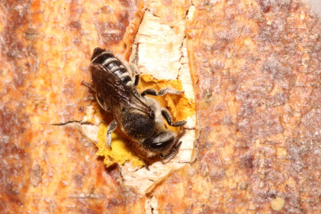 Luzerne-Blattschneiderbiene beim Verschlie&szlig;en ihres Nistgangs