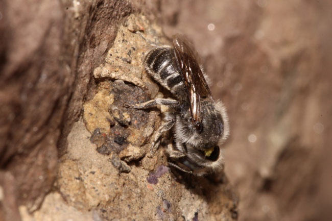 Matte Natternkopfbiene beim