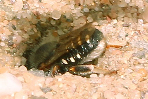 Eine Punktierte Wollbiene