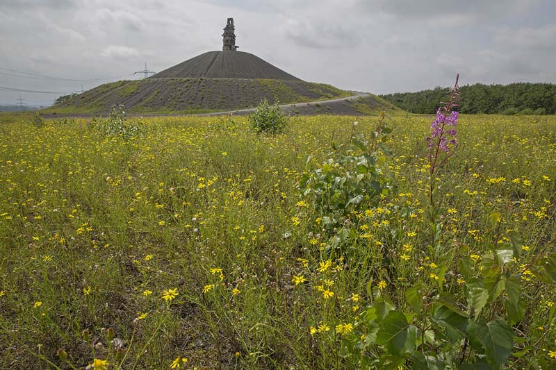 Rheinelbe Halde