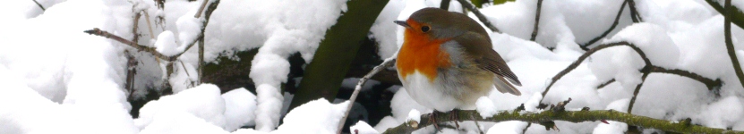 Headerbild Headerbild