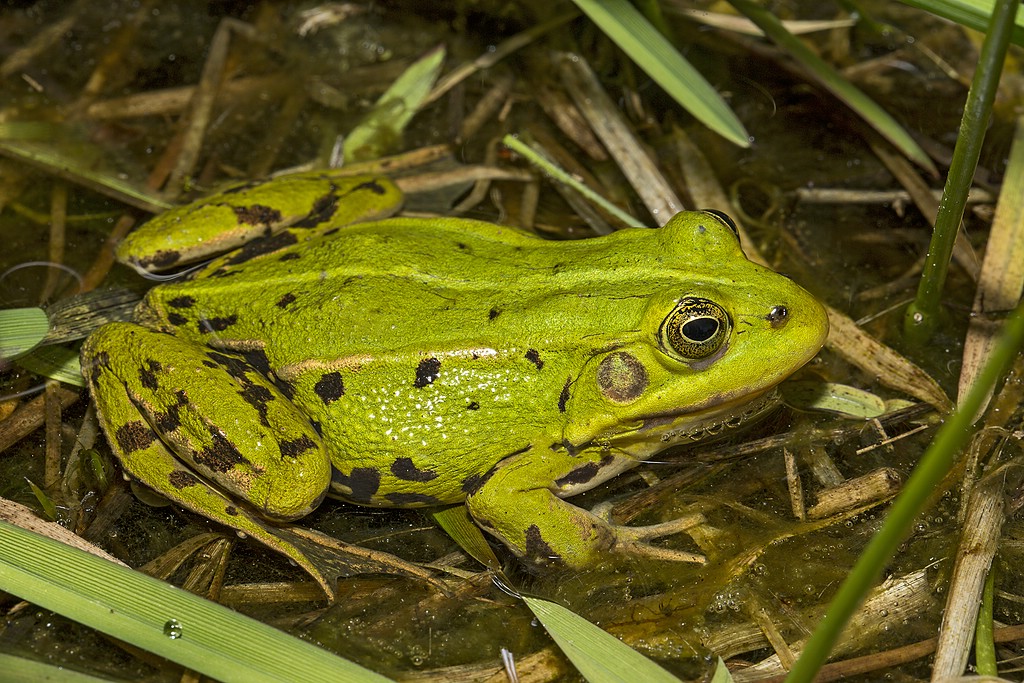 Kleinen Wasserfrosch