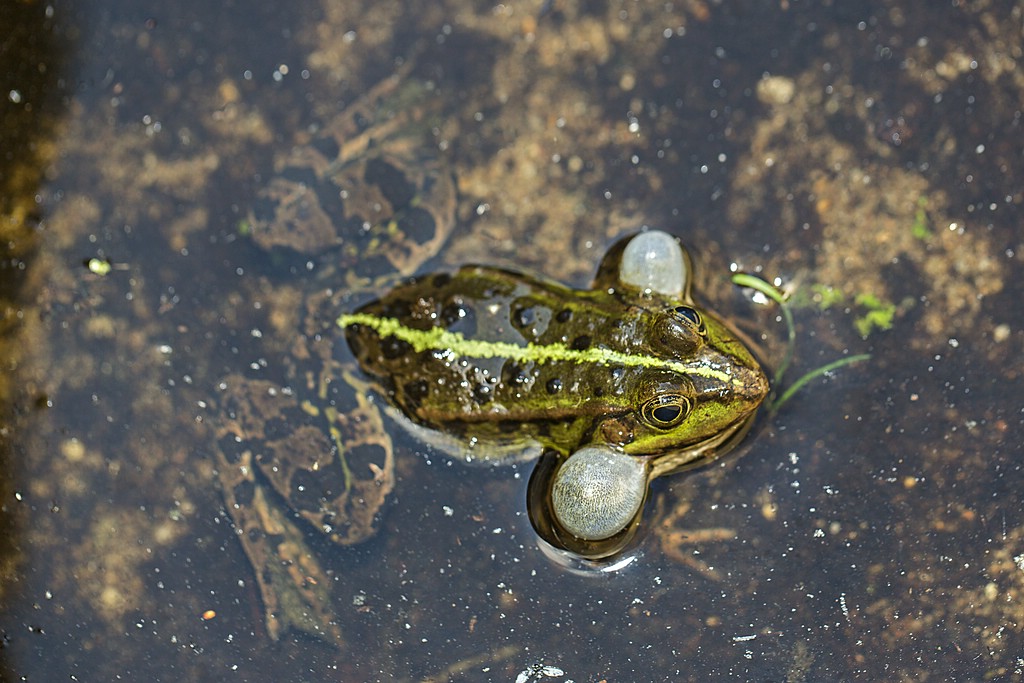 Rufender Seefrosch (P. ridibundus)