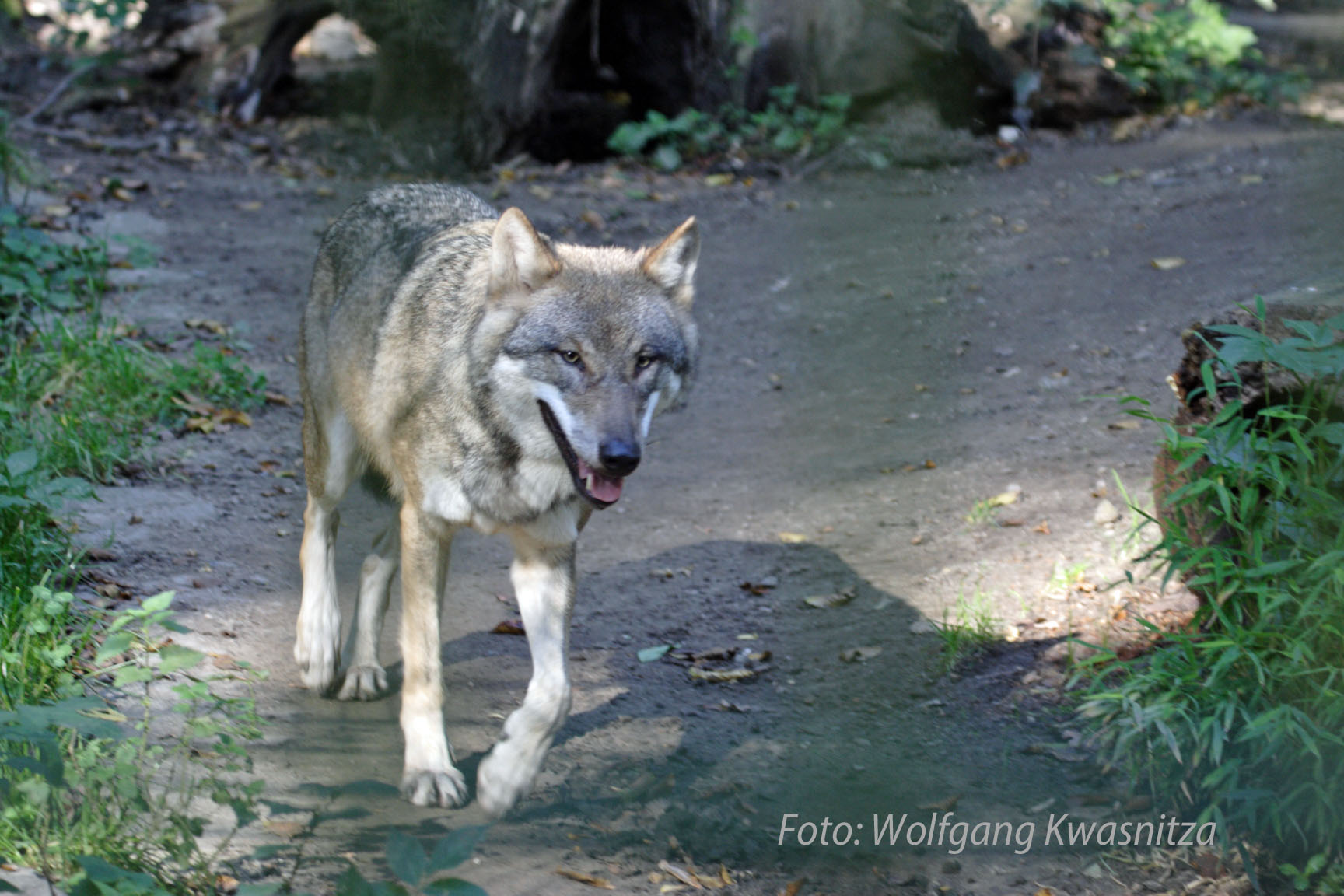 Wolf