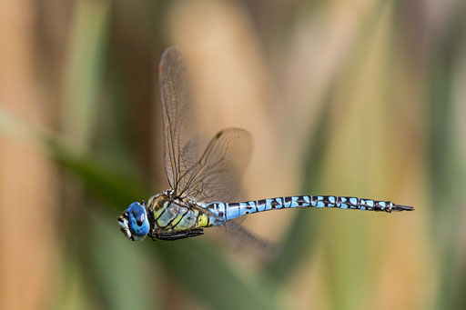 Männchen von Aeshna affinis im Flug