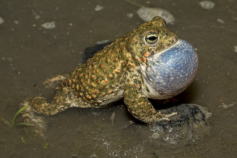 Rufendes Männchen der Kreuzkröte