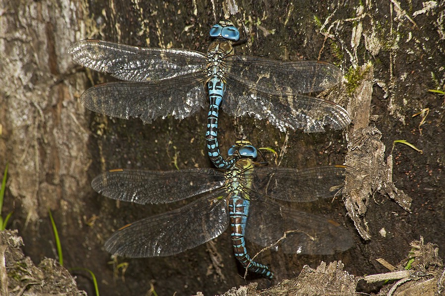 ... während dieses blaue Weibchen sie in feuchtes Totholz sticht